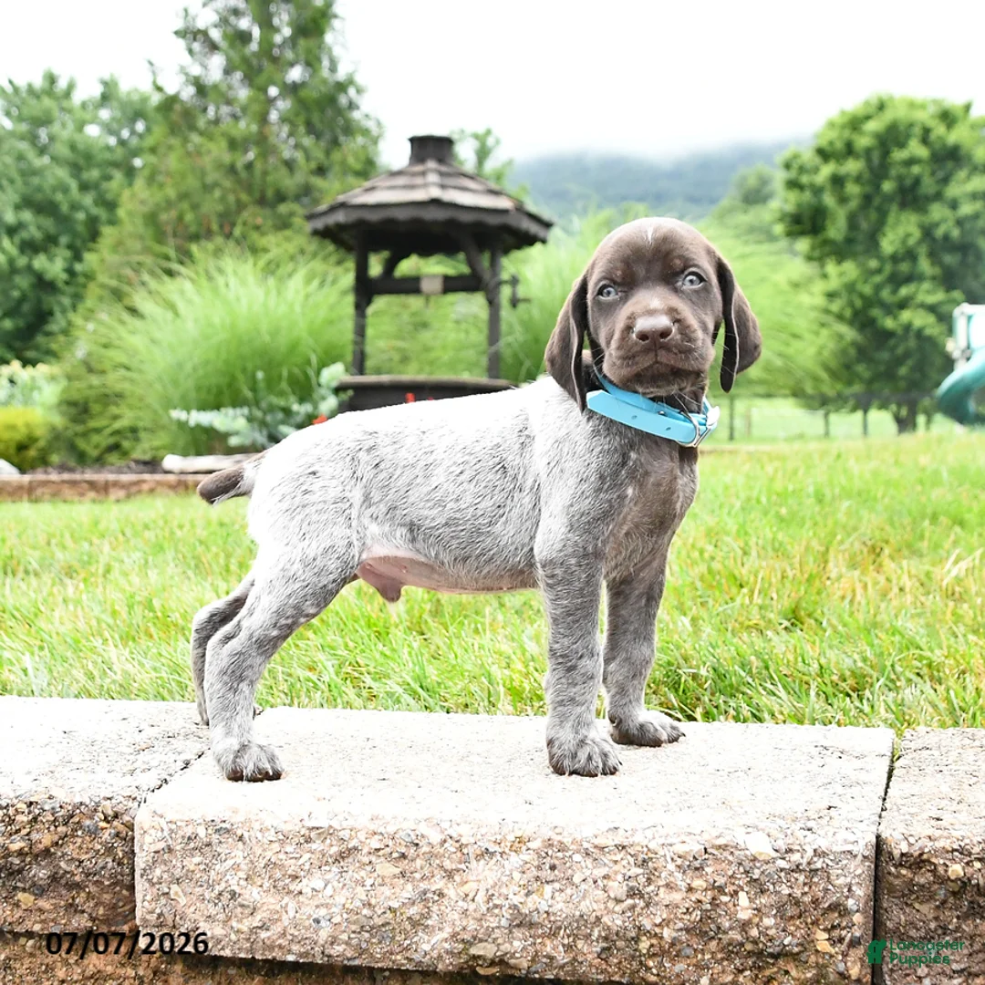 German Shorthaired Pointer dogs for sale: Hershey - Ad 1