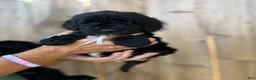 Mixed Breed dogs for sale: Mixed Breed 5 - Ad 3