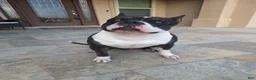 American Bully dogs for sale: American Bully Male - Ad 4