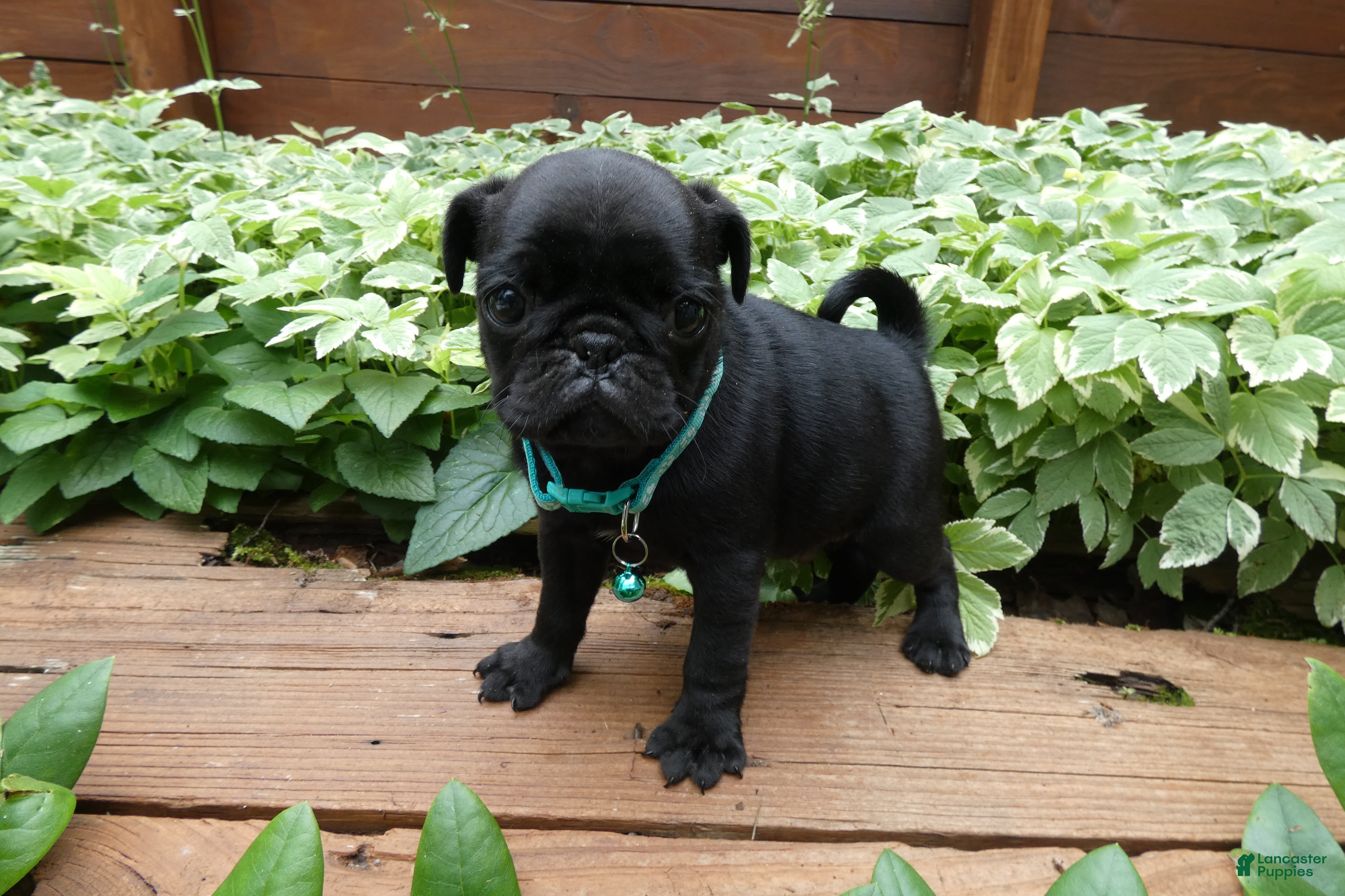 Pug dogs Pug 4 Trucker - Ad 42