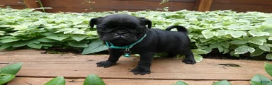 Pug 4 Trucker