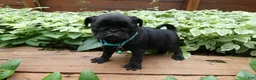 Pug dogs for sale: Pug 4 Trucker - Ad 1