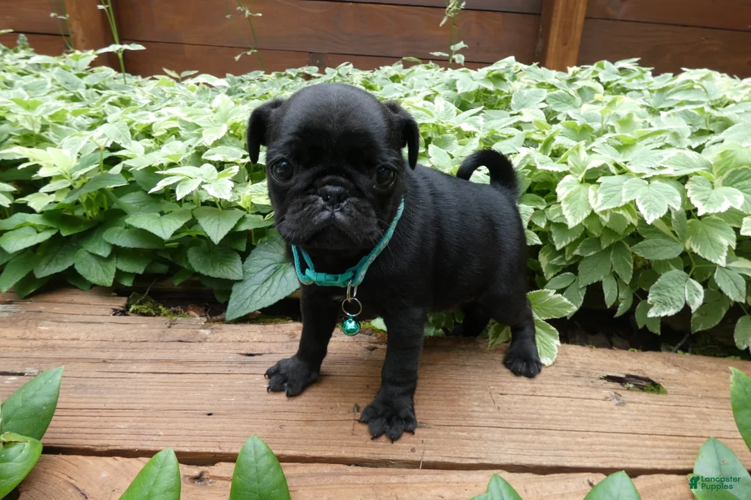 Pug dogs for sale: Pug 4 Trucker - Ad 1