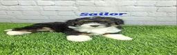 Mini Bernedoodle dogs for sale: Sailor  - Ad 5