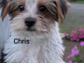 Yorkshire Terrier dogs Yorkshire Terrier 2 - Ad 1