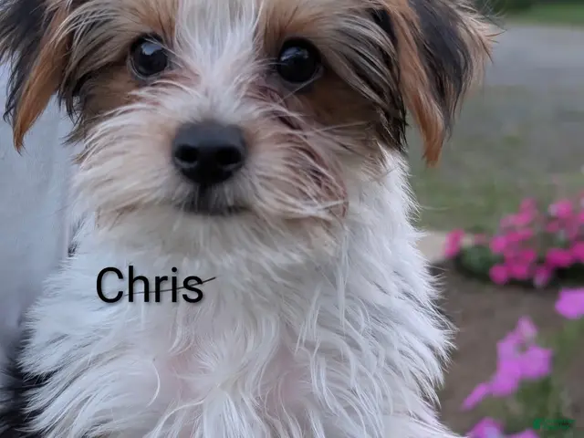 Yorkshire Terrier dogs Yorkshire Terrier 2 - Ad 10
