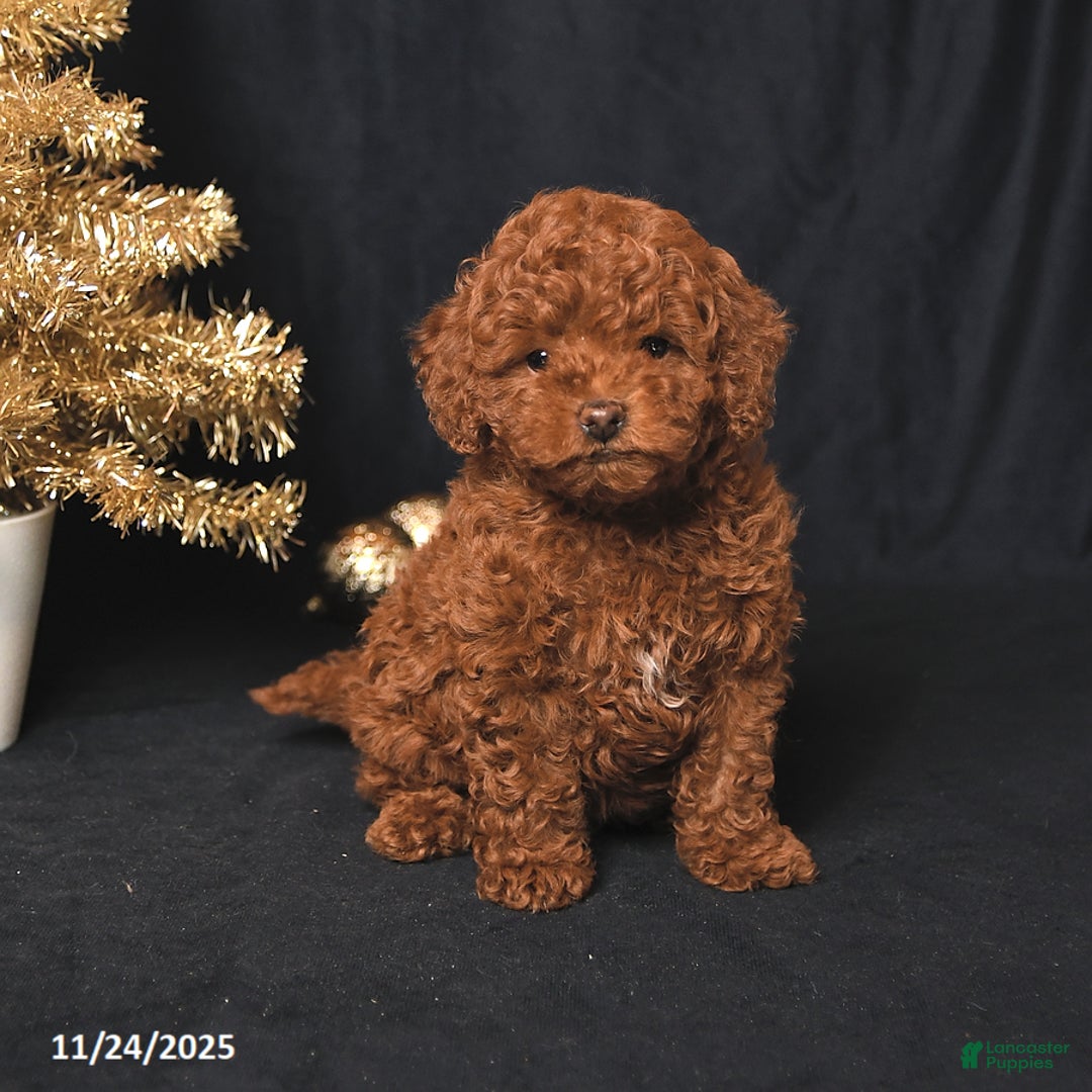 Toy Poodle dogs for sale: Winston - Ad 2