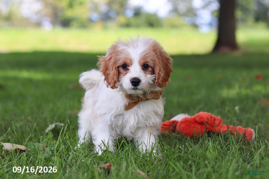 Cavapoochon dogs Kobe - Ad 2