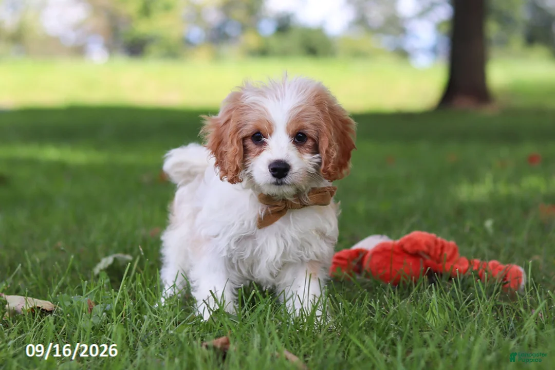 Cavapoochon dogs for sale: Kobe - Ad 2