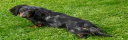 Miniature Dachshund dogs for sale: Adalyn Miniature Dachshund  - Ad 12