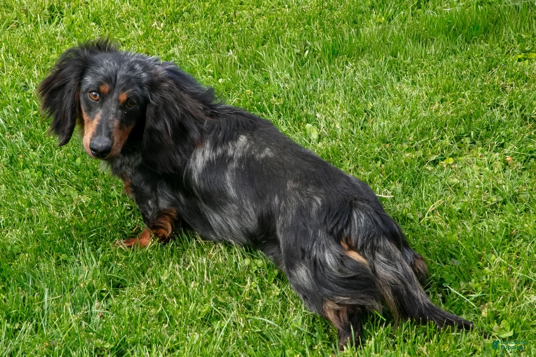 Miniature Dachshund dogs for sale: Adalyn Miniature Dachshund  - Ad 12