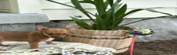 Chihuahua dogs for sale: Rusti - Ad 7