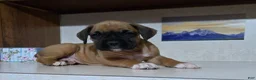 Boxer dogs for sale: Kelli - Ad 5