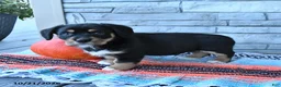 Mixed Breed dogs for sale: Stormy  - Ad 3