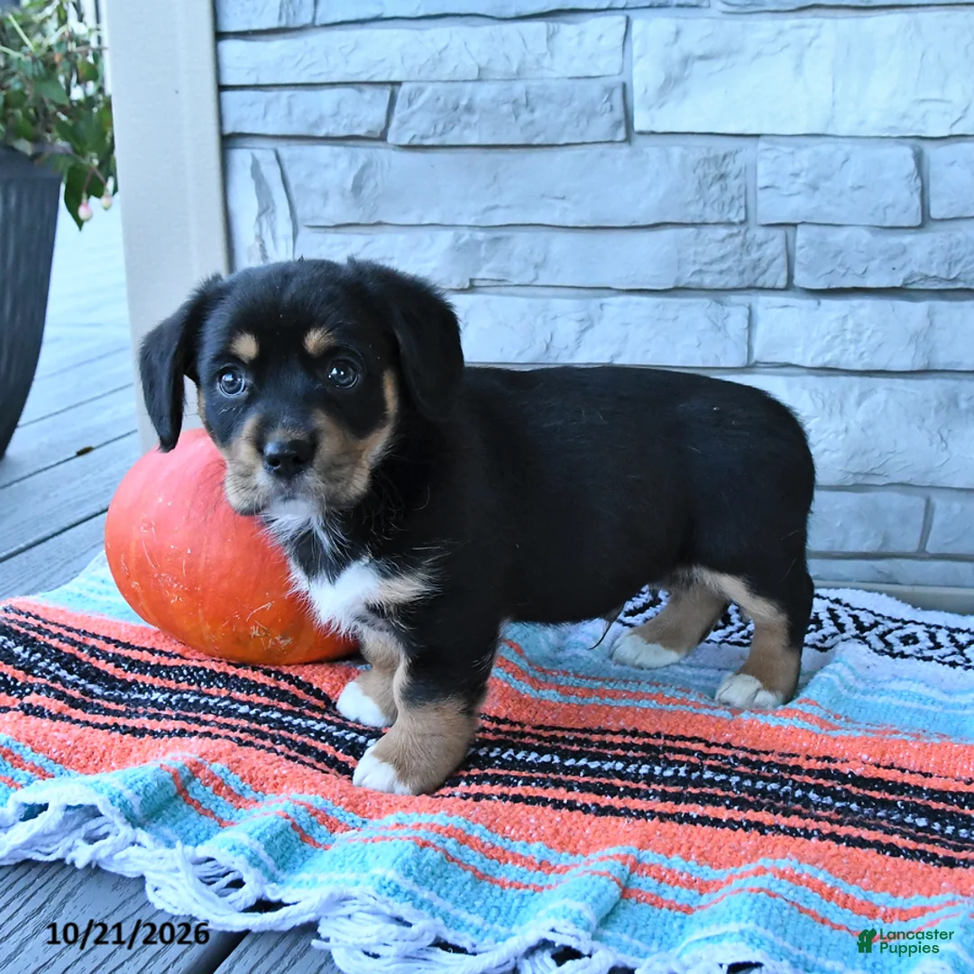 Mixed Breed dogs for sale: Stormy  - Ad 3
