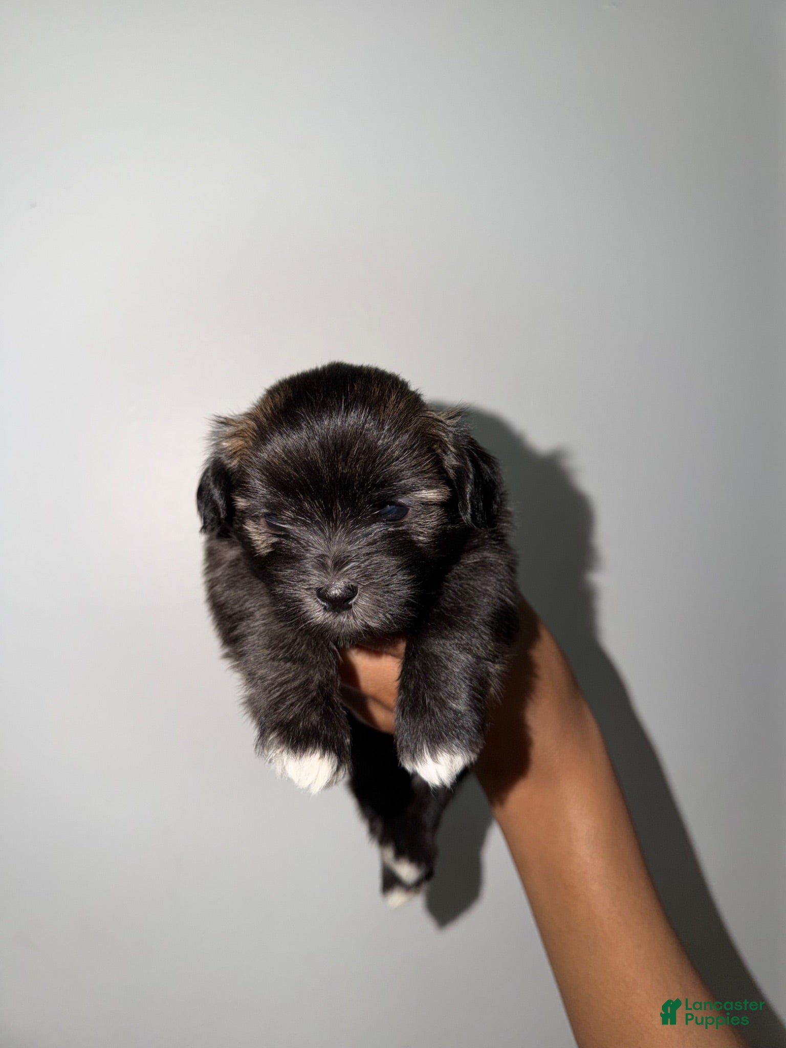 Mixed Breed dogs Mixed Breed 3 - Ad 20