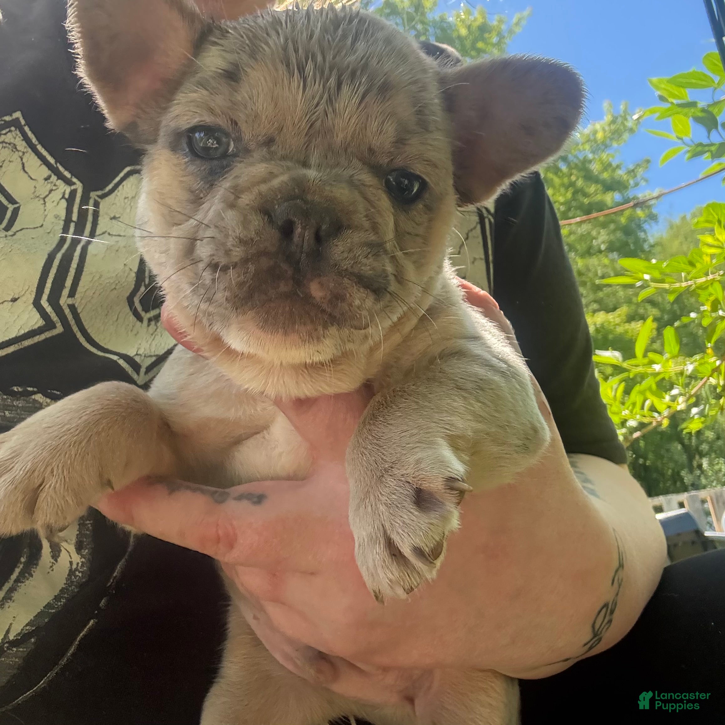 French Bulldog dogs French Bulldog Puppy 8 (standard fur Merle tri) - Ad 1