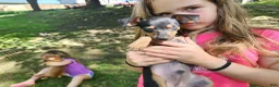 Miniature Pinscher dogs for sale: Marco - Ad 7