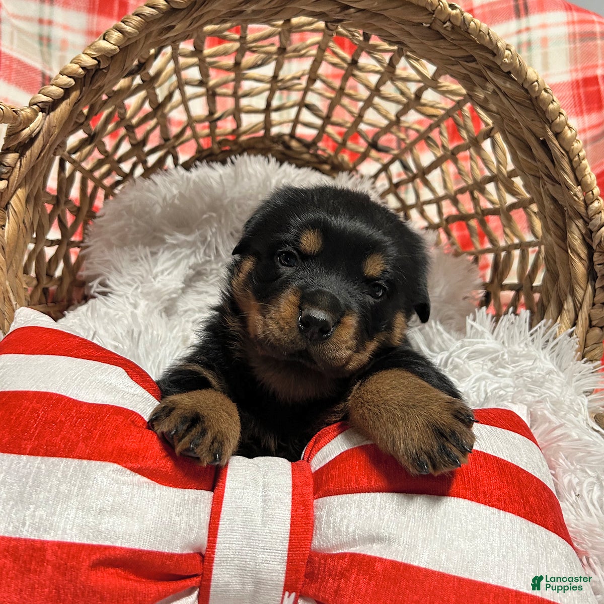 Rottweiler dogs Chase - Ad 8