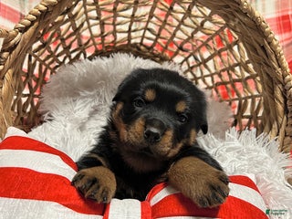 Rottweiler dogs Chase - Ad 8