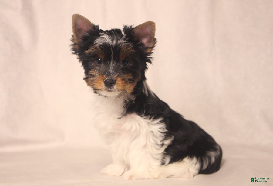 Biewer Terrier dogs Tinker - Ad 2