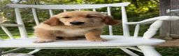 Golden Retriever dogs for sale: Duke - Ad 8