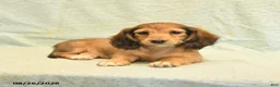 Dachshund dogs for sale: Lucy - Ad 3