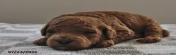 Mini Goldendoodle dogs for sale: Penny - Ad 3
