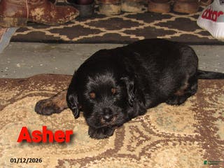 Labradoodle dogs Asher - Ad 14