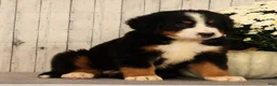 Bernese Mountain Dog dogs for sale: Hitch - Ad 8