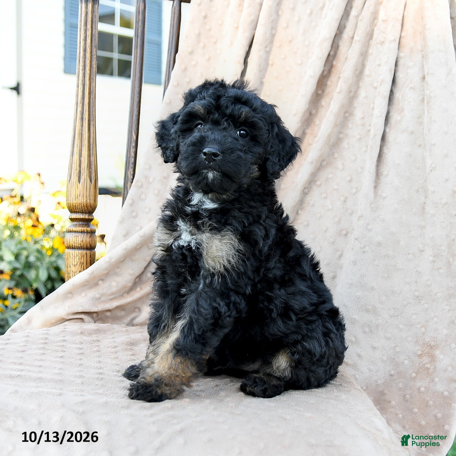 Mini Bernedoodle dogs Tracker - Ad 2
