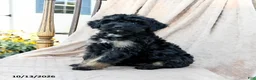 Mini Bernedoodle dogs for sale: Tracker - Ad 2
