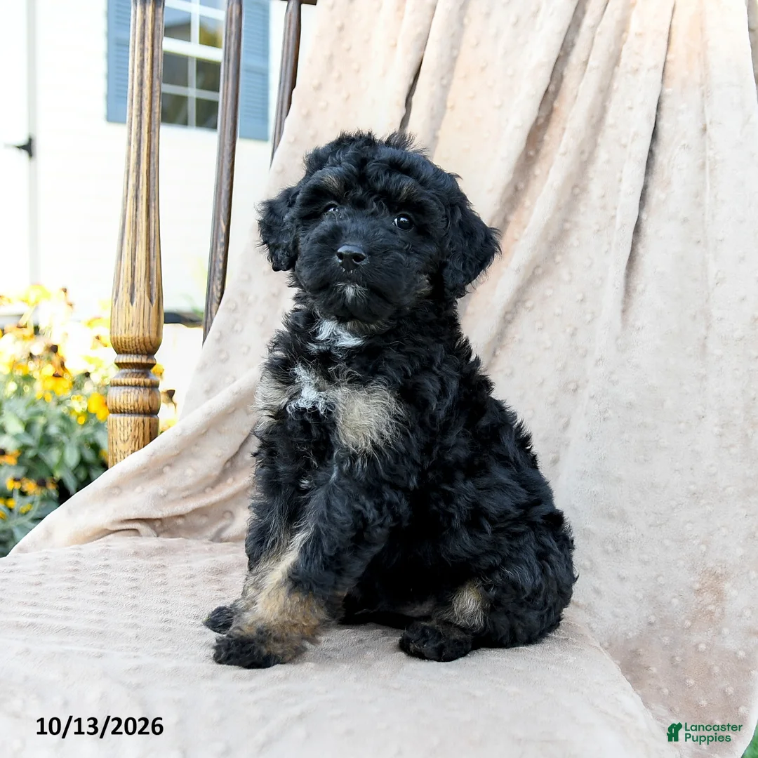 Mini Bernedoodle dogs for sale: Tracker - Ad 2
