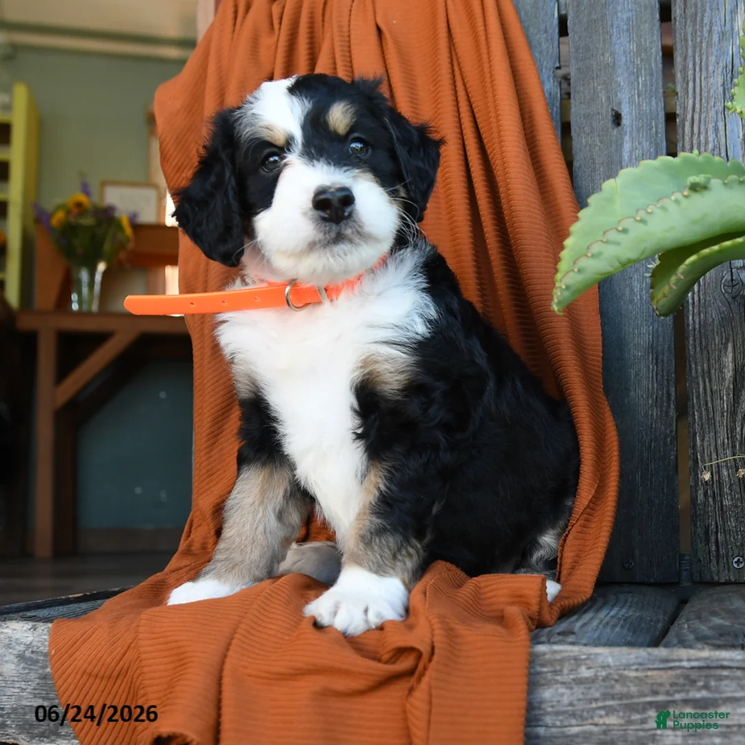 Bernedoodle dogs for sale: Queeny - Ad 2