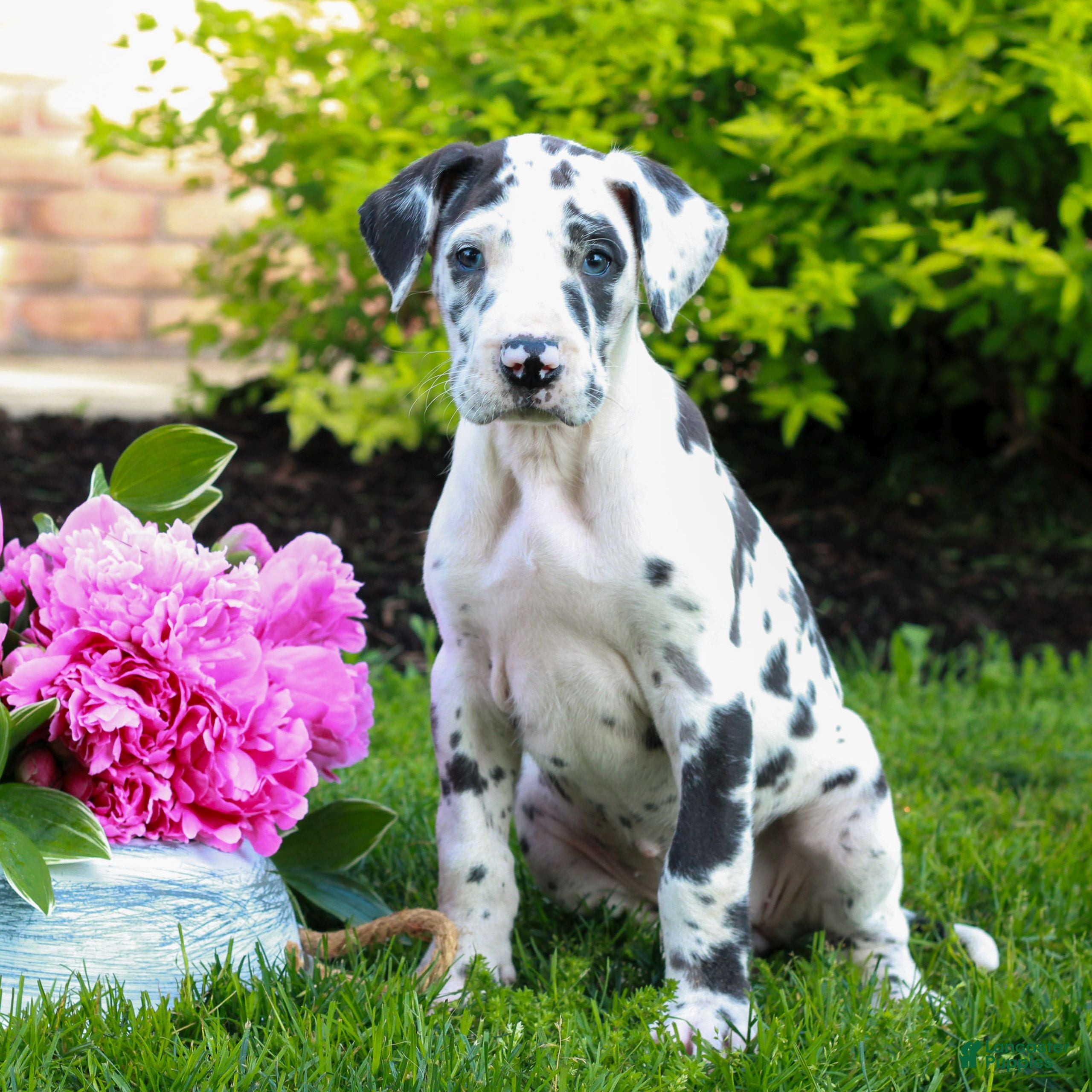 Great Dane dogs Ruby  - Ad 1