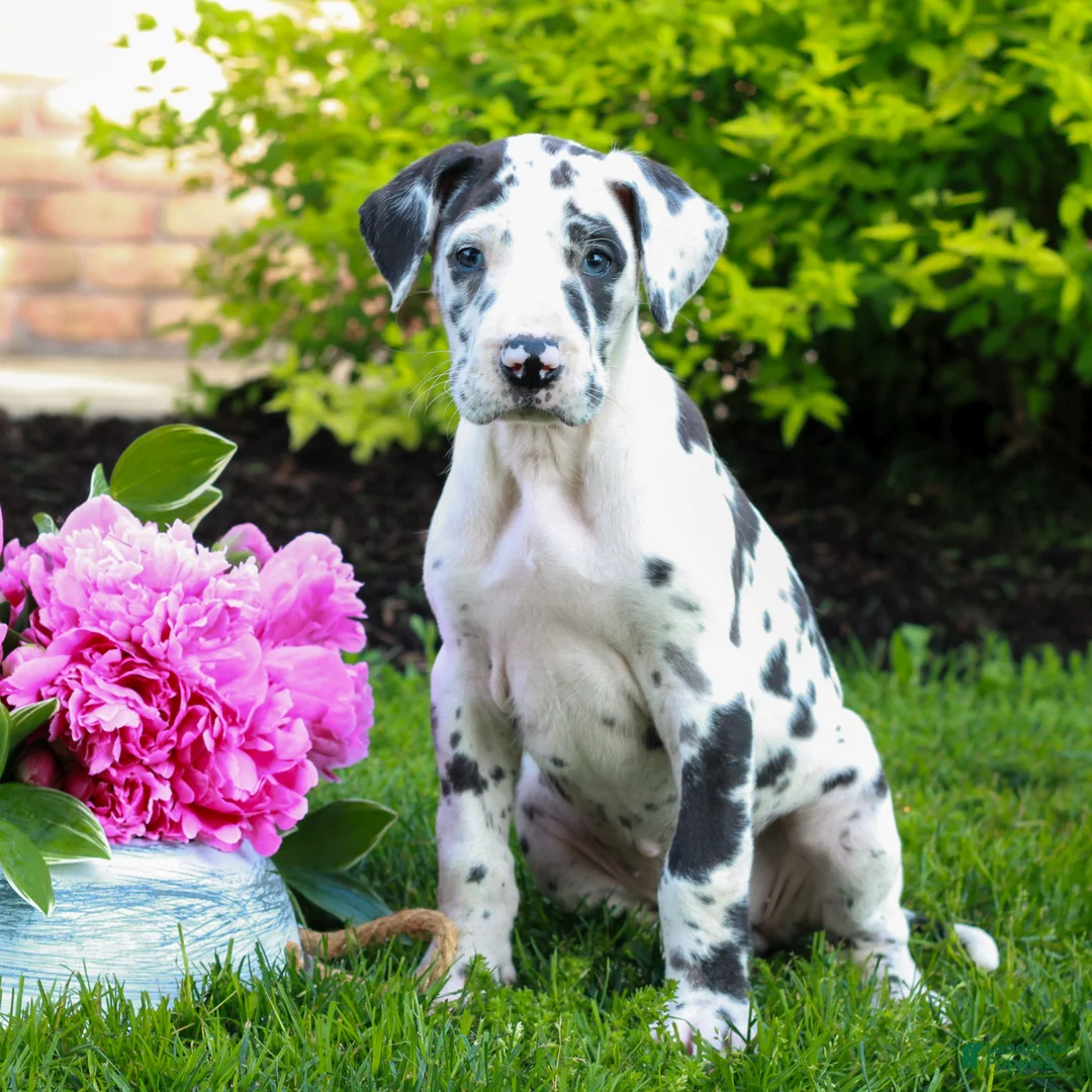 Great Dane dogs for sale: Ruby  - Ad 1