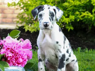 Great Dane dogs for sale: Ruby - Ad 1
