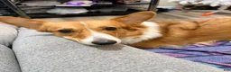 American Corgi dogs for sale: American Corgi 1 - Ad 3
