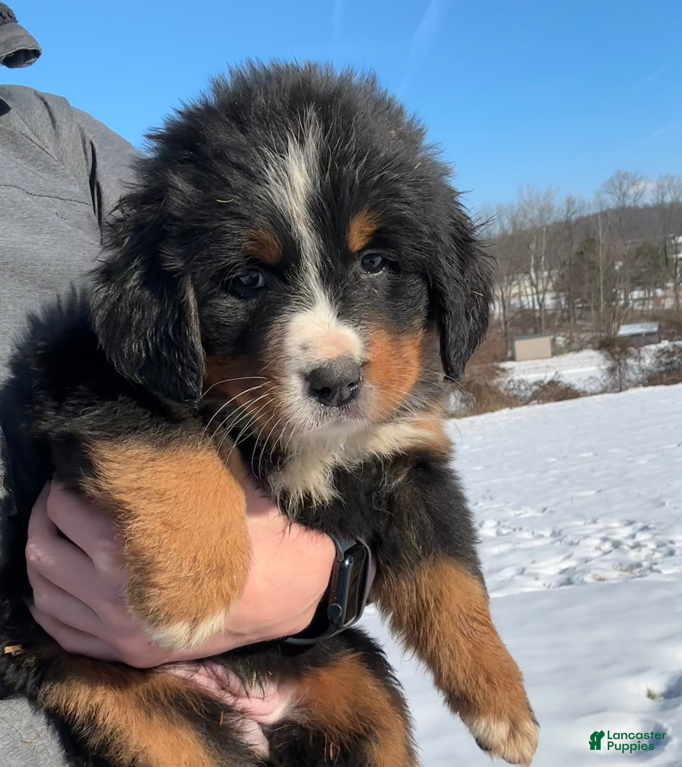 Bernese Mountain Dog dogs CC - Ad 40