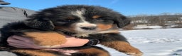 Bernese Mountain Dog dogs for sale: CC - Ad 1