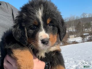 Bernese Mountain Dog dogs CC - Ad 40