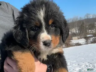 Bernese Mountain Dog dogs CC - Ad 42