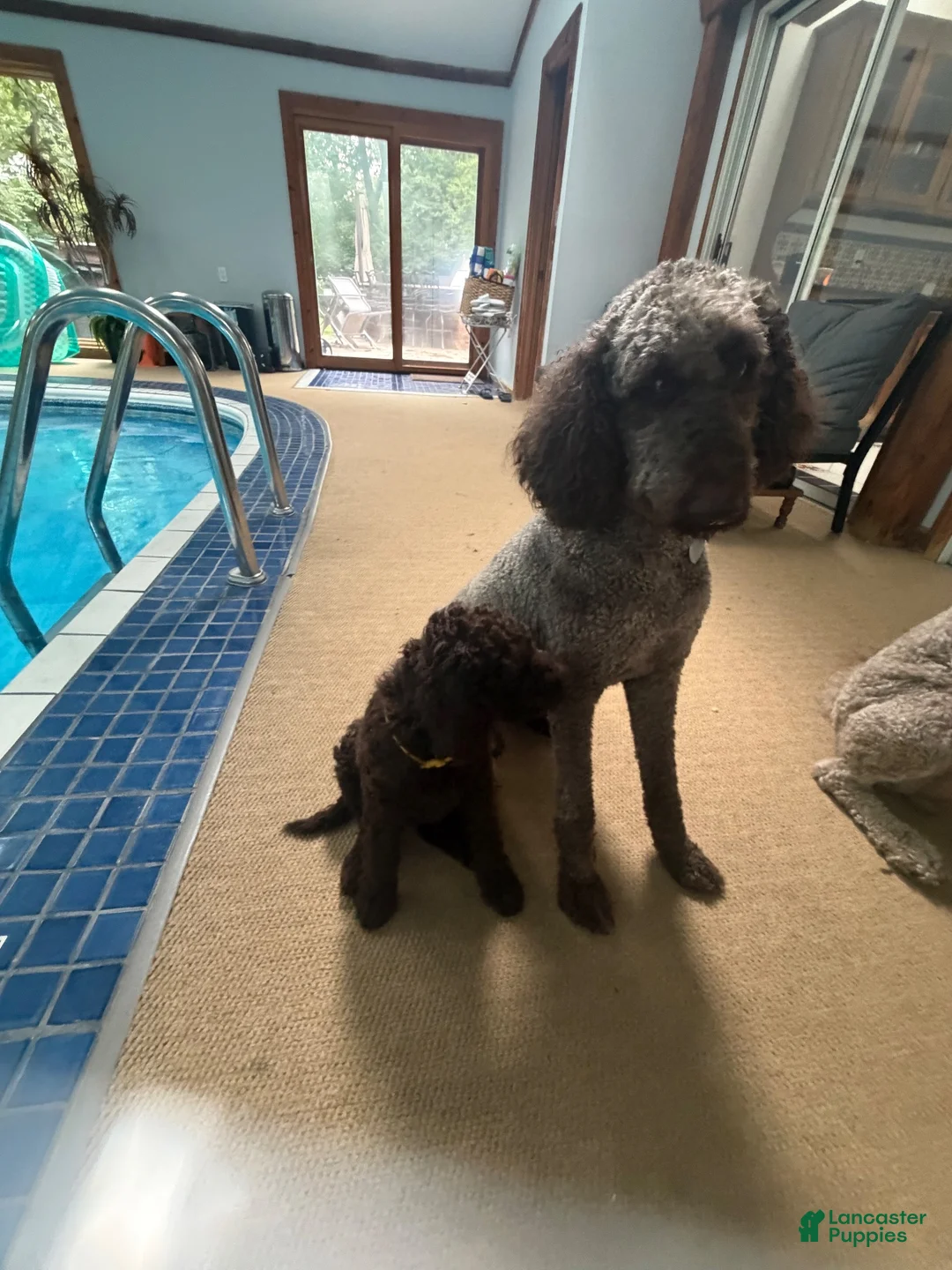 Goldendoodle dogs for sale: Goldendoodle Yellow - Ad 2