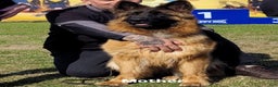 German Shepherd dogs for sale: Sugar - Ad 5