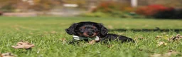 Miniature Dachshund dogs for sale: Cocktail - Ad 7