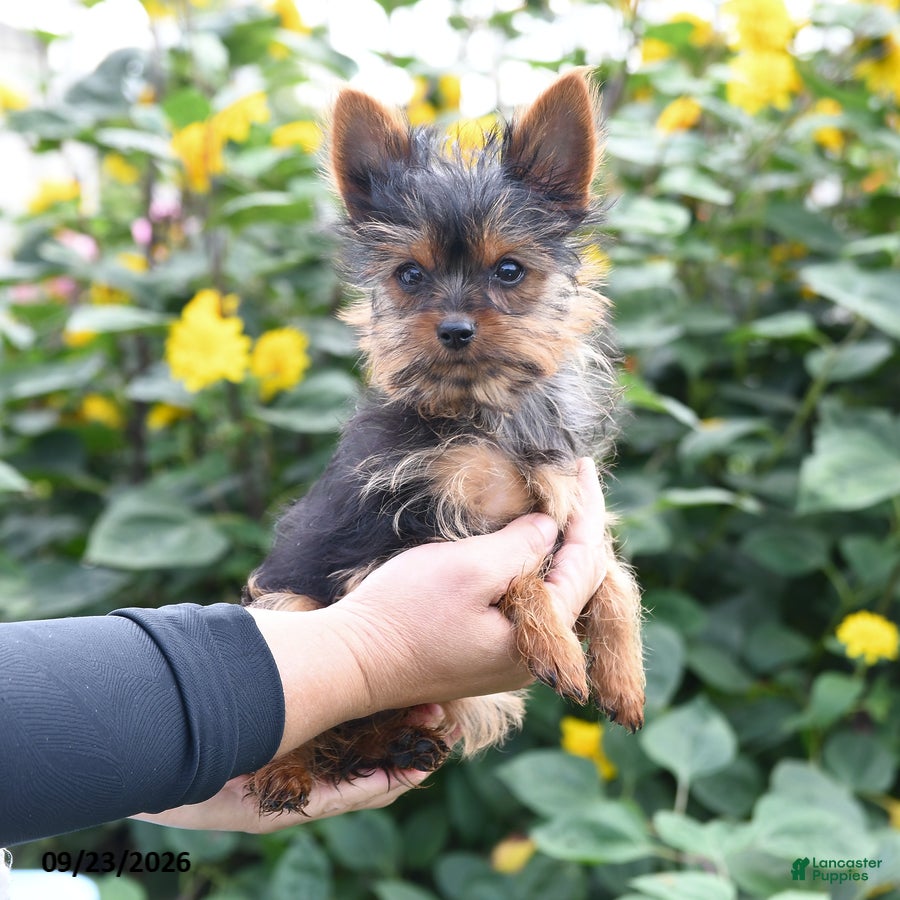 Yorkshire Terrier dogs Lacey - Ad 1