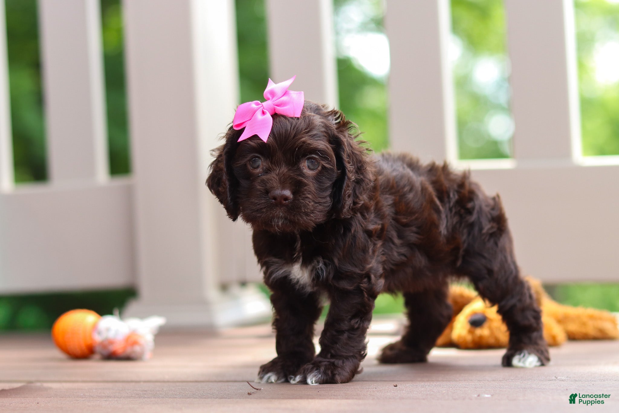 Cocker Spaniel dogs Ellie - Ad 2