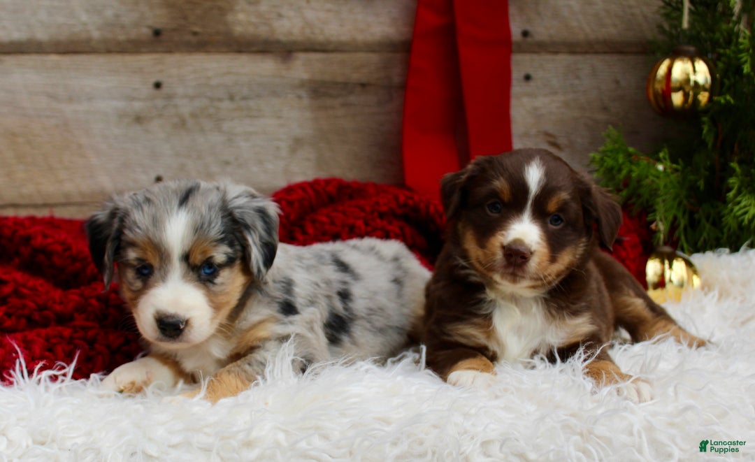 Miniature Australian Shepherd dogs for sale: Gracie  - Ad 8