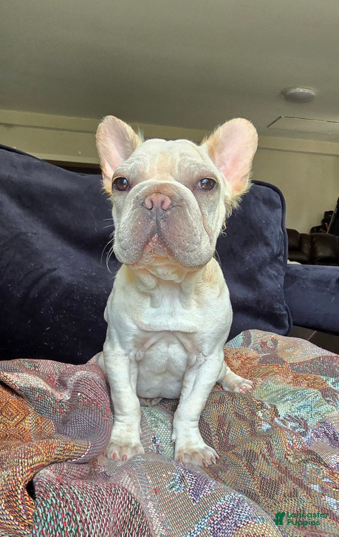 French Bulldog dogs for sale: Tyson - Ad 11