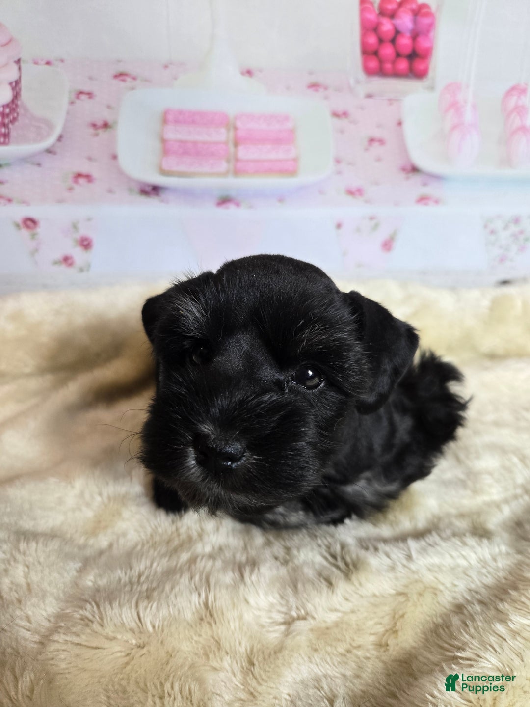 Miniature Schnauzer dogs for sale: Roz        - Ad 5
